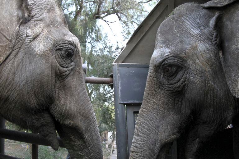 Entre bocinas y aplausos, las elefantas tuvieron una emotiva despedida en Mendoza 