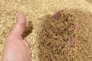 Un grupo de investigadores lograron que el arroz también sirva para generar energía