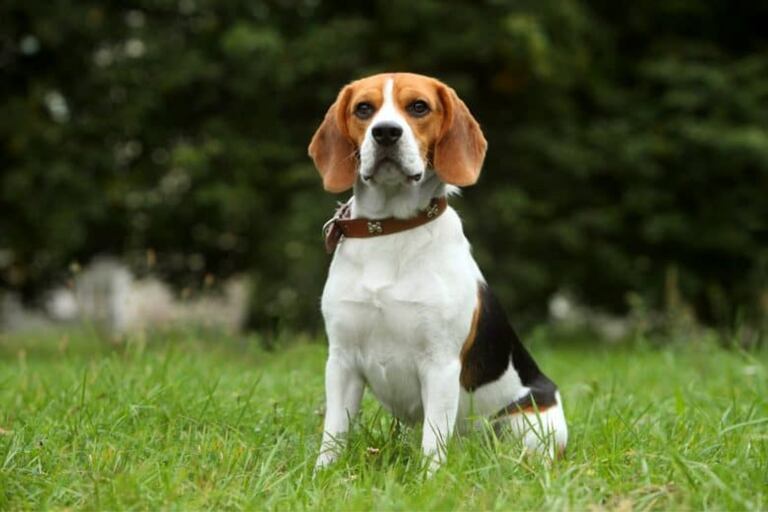 Al menos 32 cachorros Beagle utilizados en experimentos podrían ser sacrificados