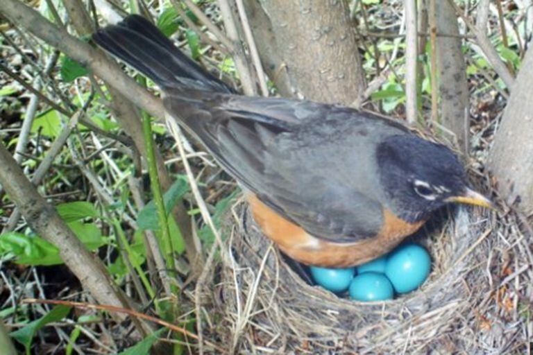 Huevos de un mirlo americano (Turdus migratorius). Una explicación del color de los huevos manejada en el pasado es la necesidad de camuflaje