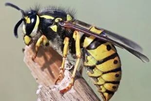 La avispa chaqueta amarilla ataca colmenas desplazando a las abejas. También es carnívora y tan voraz que puede atacar al ganado y a las personas