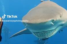 Un tiburón fue filmado con una enorme sonrisa en su rostro