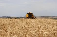 Se celebra el Día del Cerealista en Argentina: ¿cómo se produjo la primera exportación de granos del país?
