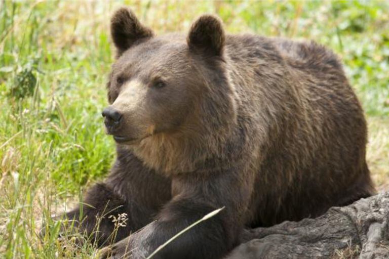 El oso Pirineo fue el responsable de la tragedia