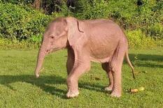 Nació un inusual elefante blanco, considerado por los budistas una señal de buenos augurios