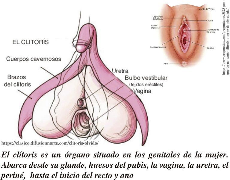 One of the illustrative sheets used to account for the parts of the clitoris