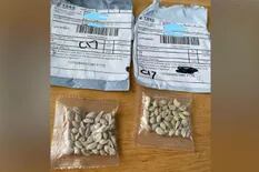 Enigma: alertan por misteriosos paquetes con semillas que provienen de China