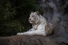 Ecoparque: los dos tigres de Bengala fueron trasladados a Estados Unidos