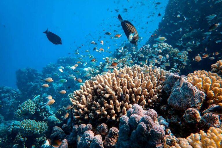 Si las temperaturas continúan aumentando, casi todos los corales de aguas cálidas podrían desaparecer