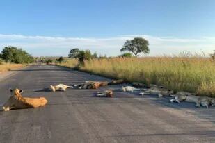 Con el parque Kruger cerrado por el coronavirus, los animales aprovecharon para descansar. Fuente: Richard Sowry/Kruger National Park