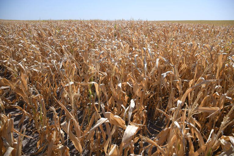 Cultivo de maíz en Gualeguay, provincia de Entre Ríos, en donde se perdió el 83% del cultivo a nivel provincial