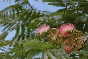 La acacia de Constantinopla florece por tandas, desde fin de primavera y durante el verano. Cada vez que lo hace se llena de pompones rosados y fragantes. Es un árbol de copa mucho más ancha que alta, aparasolada. 