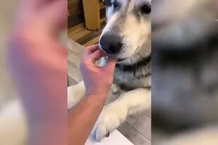 Este tipo engañó a su hambriento perro fingiendo que lo alimentaba con nada y el vídeo se ha hecho viral en las redes