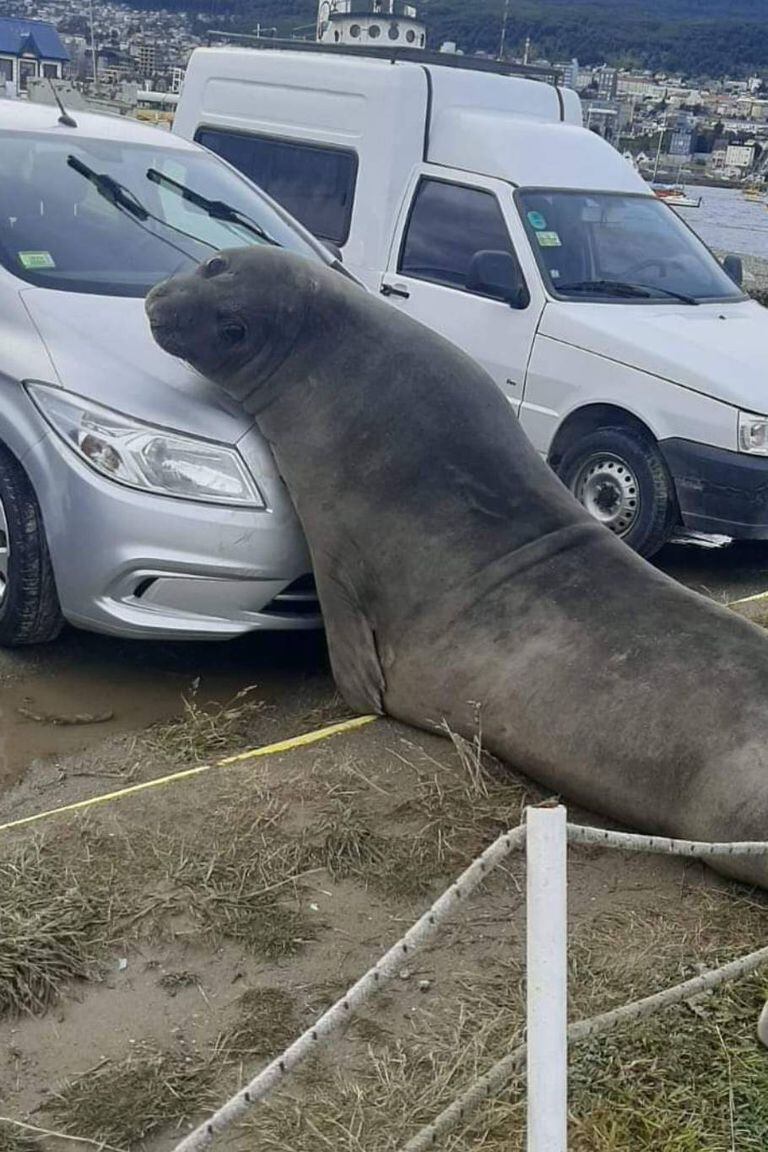Otra estampa del elefante marino apoyado en el auto, una imagen que se volvió viral rápidamente