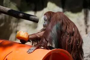 La orangutana Sandra ya llegó a Estados Unidos después de un vuelo de 11 horas