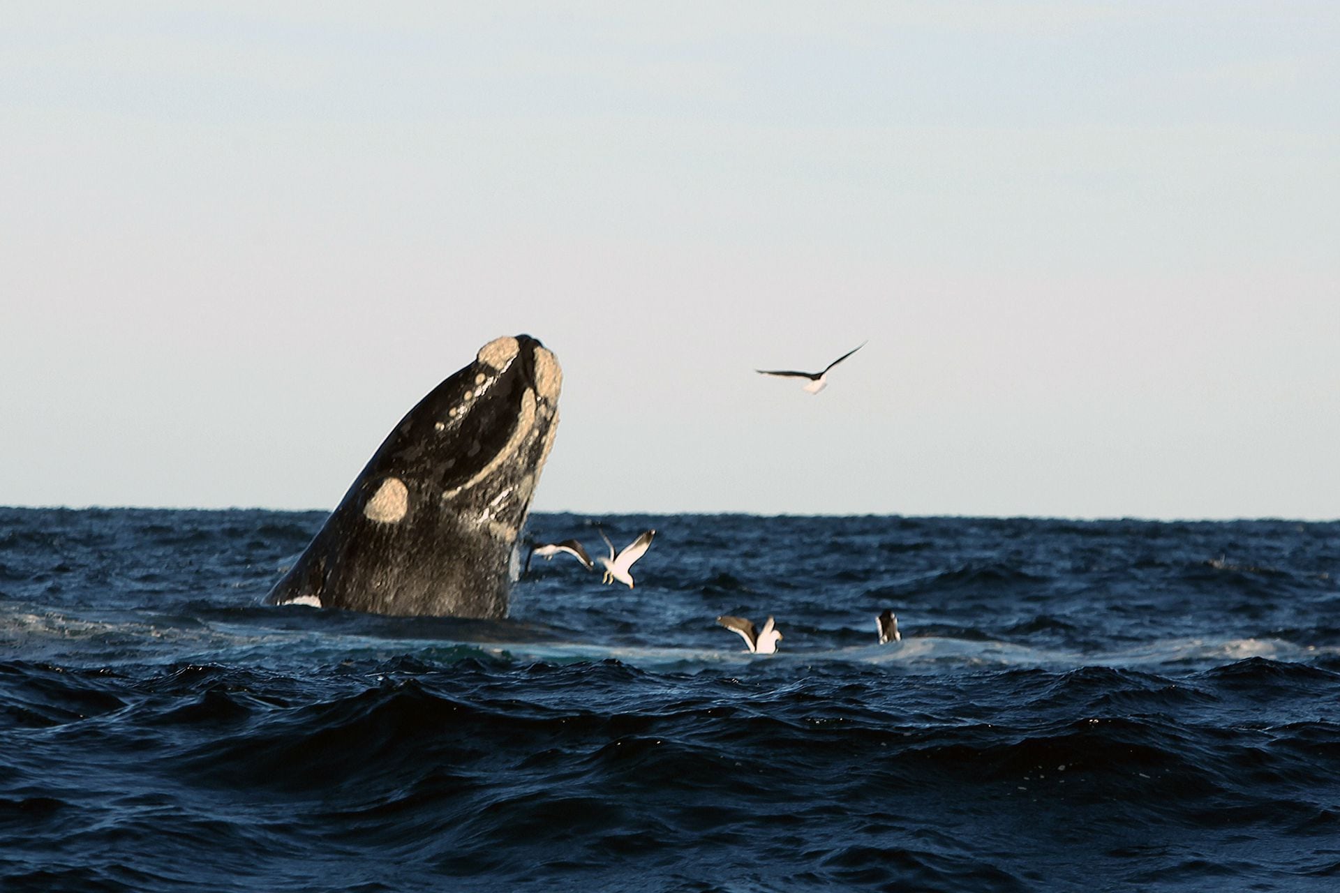 Las ballenas en la Penísula de Valdés, un atractivo único