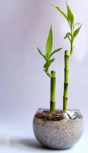 El bambú es un símbolo de “fortuna en casa”