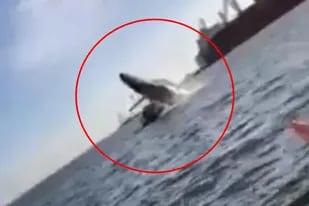 El impactante video en que una ballena cae sobre un yate al saltar sobre el agua