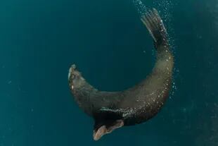 Medio millón de focas peleteras fueron asesinadas por sus pieles y aceite. Ahora se pueden encontrar algunos en la isla, aunque las poblaciones no han vuelto a sus números anteriores