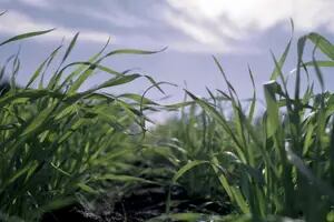 Fertilización intensiva en trigo: para tener más rinde y calidad