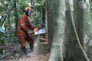 Un trabajador corta legalmente un árbol en el noreste de la República Democrática del Congo