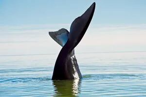 La sorprendente historia de una ballena que volvió al Sur después de 20 años