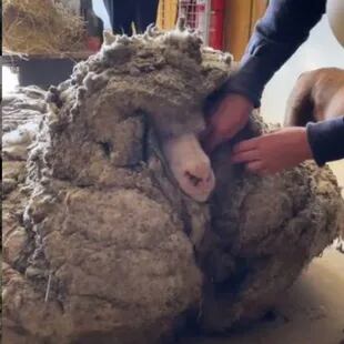 Con la lana que le sacaron a Baarack se pueden tejer entre 35 y 40 pulloveres