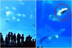 El video de la tétrica reacción de un pez cuando le sacaron una foto con flash y terminó de la peor manera