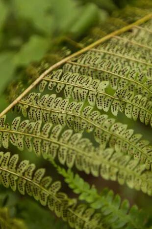 En el dorso de las hojas de los helechos se perciben las esporas que permiten su reproducción.