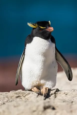 El pingüino de penacho amarillo, el más buscado.