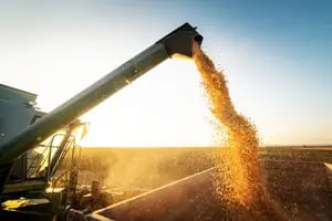 La caída de los precios le pondrá un límite al mayor ingreso de dólares con el maíz