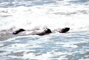 Lobos marinos en la playa de San Clemente