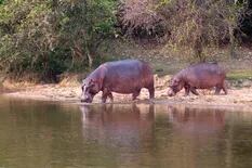 Invasión de hipopótamos. El legado más salvaje de Pablo Escobar en Colombia