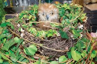 Además de vender ramos exquisitos, las hermanas hacen nidos que, en la tienda, son “habitados” por unos búhos muy simpáticos. 