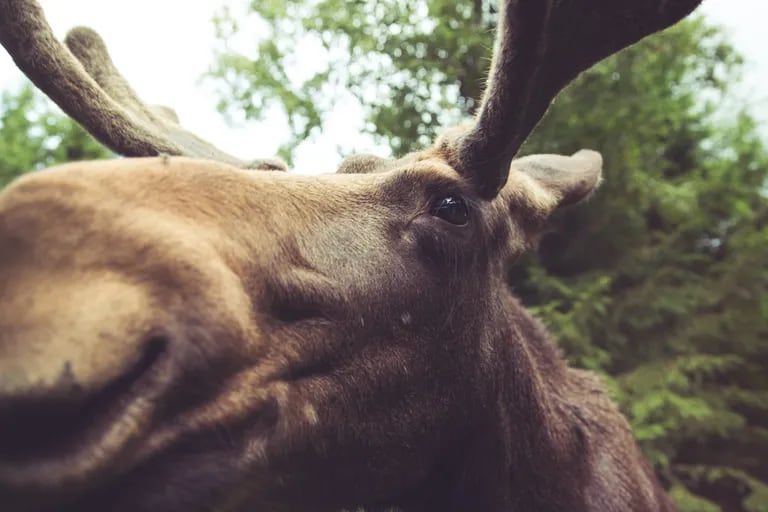 The amazing moment a moose expels its antlers in Alaska