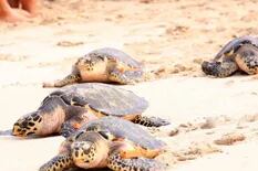 Sacrificaban a tortugas en peligro de extinción para vender su carne en restaurantes
