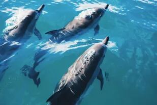 Delfines, la inesperada arma de guerra que sumó Rusia cerca de Ucrania
