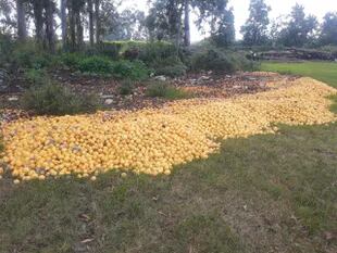 Para esta campaña, que se realiza en el lapso de tres meses (mayo, junio y julio), de una producción de 40.000 toneladas de limones en Corrientes solo se salvarán 15.000