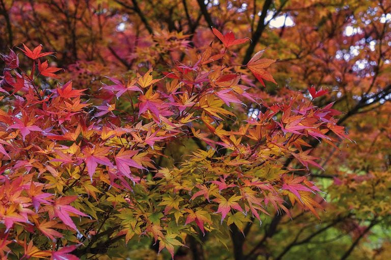 Las hojas del Acer palmatum se ponen rojas en otoño antes de caer