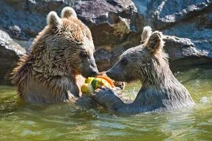 Cachorros de oso pardo de Siria Newton, comen frutas cubiertas de hielo en su recinto durante un caluroso día de verano en el zoológico de Servion, en Servion, Suiza