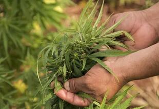 En el INTA estiman que los primeros cultivos de cannabis estarían a fines de año