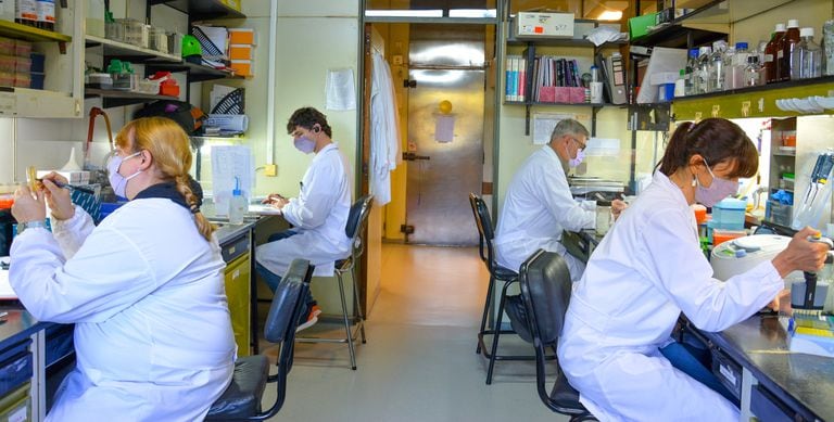 Fotografía de los investigadores del Conicet que desarrollan la vacuna CoroVaxG.3 en el Laboratorio de Terapia Molecular y Celular del Instituto Leloir