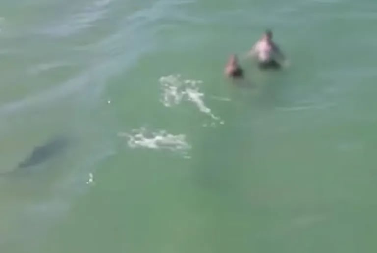 Impressionante: un video clip mostra come uno squalo si avvicina pericolosamente a più persone su una spiaggia della Florida e passa inosservato