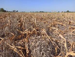 Un lote de maíz del productor Millet. La sequía generó un fuerte impacto en el sector
