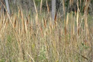 Erianthus angustifolius, una gramínea nativa de follaje perenne, glauco, que brinda alimento y refugio a gran variedad de pájaros e insectos