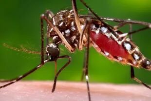 La inmensa mayoría de los mosquitos no transmite enfermedades