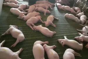 Un corte de luz provocó la muerte de más de 500 cerdos