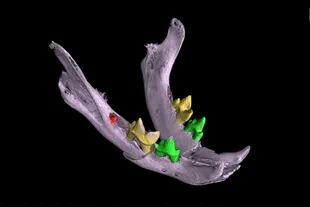 Un render 3D de la mandibula de un gato en la que aún no se habían desarrollado los dientes molares