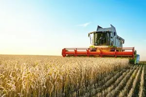 Por qué hay que eliminar las retenciones al trigo argentino