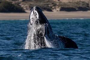 Ballenas: cómo estudian los biólogos a un animal que fascina